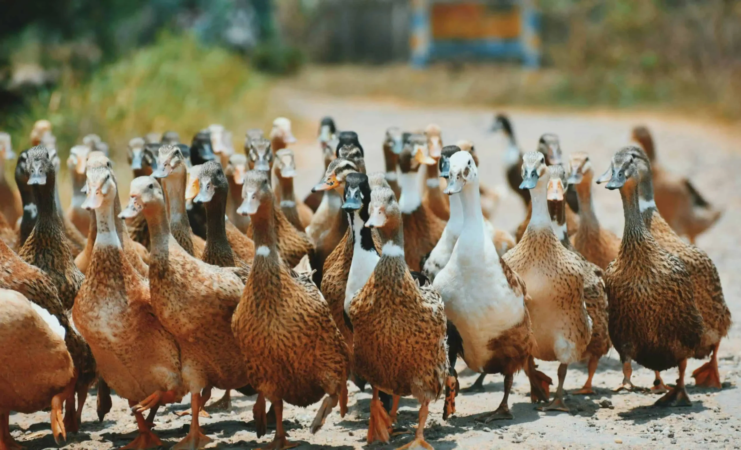 a gaggle of brown and white geese walking on a road