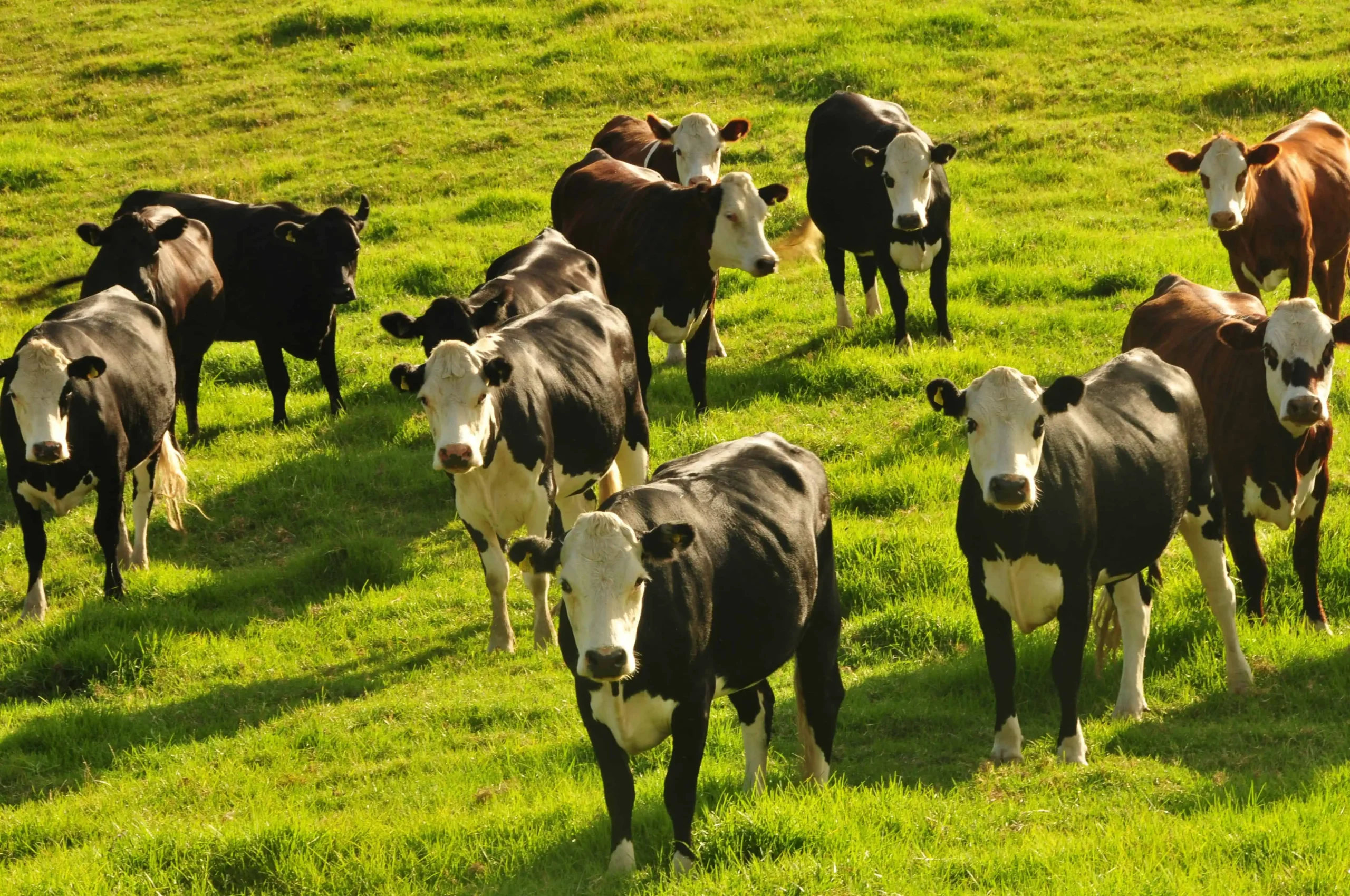 herd of black and white cows on a bright green field